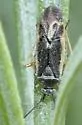 Polymerus diffusus - photo 3