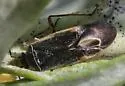Polymerus diffusus - photo 4