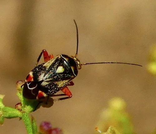 Polymerus elegans 0