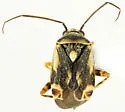 Polymerus fasciolus