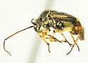Polymerus fasciolus - photo 2