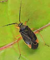 Polymerus fulvipes