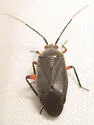 Polymerus gerhardi