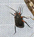 Polymerus gerhardi - photo 2