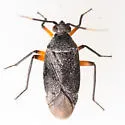 Polymerus gerhardi - photo 3