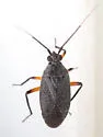 Polymerus gerhardi - photo 4