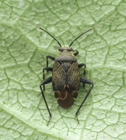 Polymerus nigrita
