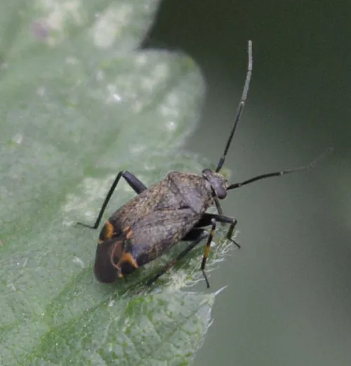 Polymerus nigrita - photo 2