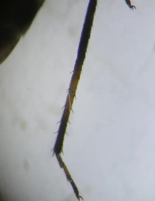 Polymerus nigrita - photo 3