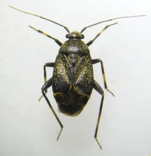Polymerus nigrita - photo 4