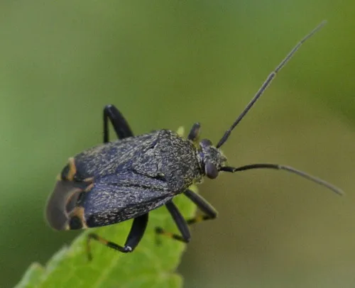 Polymerus nigrita - photo 5