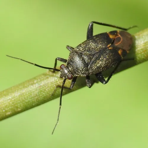 Polymerus nigrita - photo 6