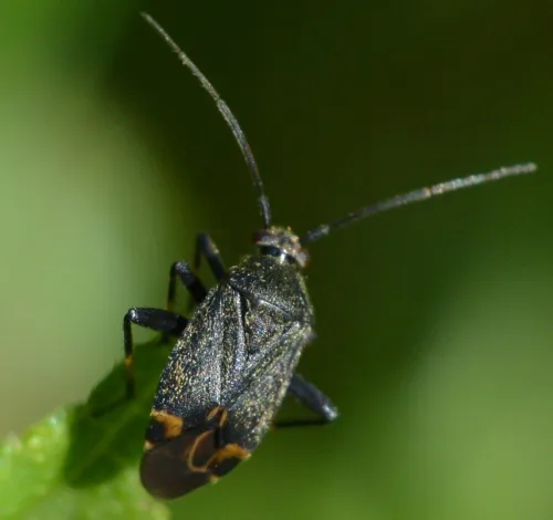 Polymerus nigrita - photo 7