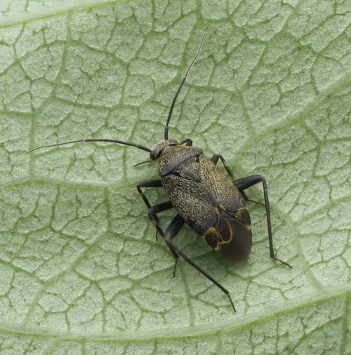 Polymerus nigrita - photo 8