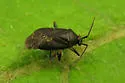 Polymerus opacus