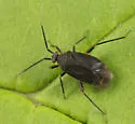 Polymerus opacus - photo 2