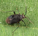 Polymerus opacus - photo 3