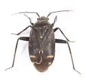 Polymerus proximus - photo 2