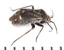 Polymerus proximus - photo 3