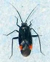 Red-cuneus Plant Bug - Polymerus rubrocuneatus