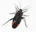 Red-cuneus Plant Bug - photo 2