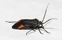 Red-cuneus Plant Bug - photo 3