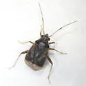Polymerus testaceipes - Polymerus testaceipes