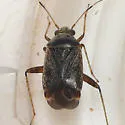 Polymerus testaceipes - photo 2