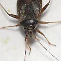 Polymerus testaceipes - photo 3