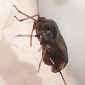 Polymerus testaceipes - photo 4