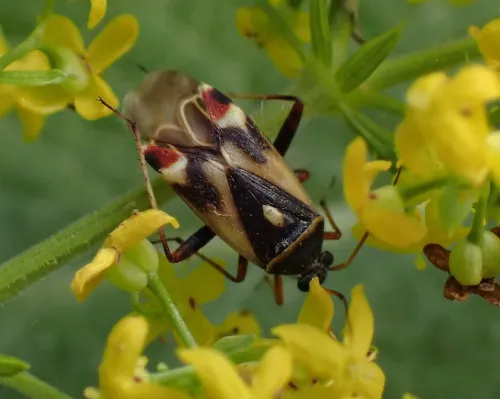 Polymerus unifasciatus