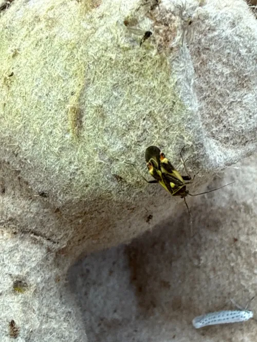 Polymerus unifasciatus - photo 3