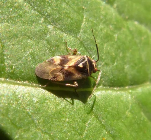 Polymerus unifasciatus - photo 4