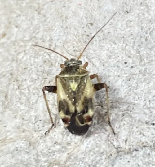 Polymerus unifasciatus - photo 5