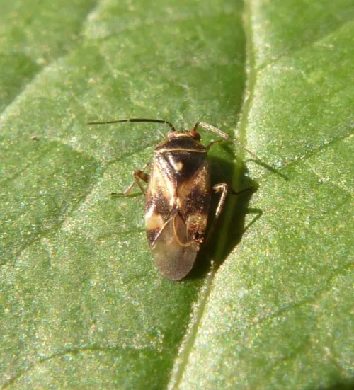 Polymerus unifasciatus - photo 6