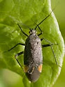 Polymerus venaticus