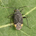 Polymerus venaticus - photo 2