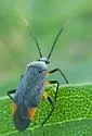 Polymerus venaticus - photo 3