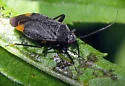 Polymerus venaticus - photo 4