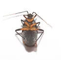 Polymerus venaticus - photo 5