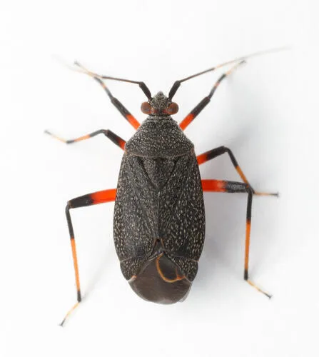 Polymerus venustus - Polymerus venustus