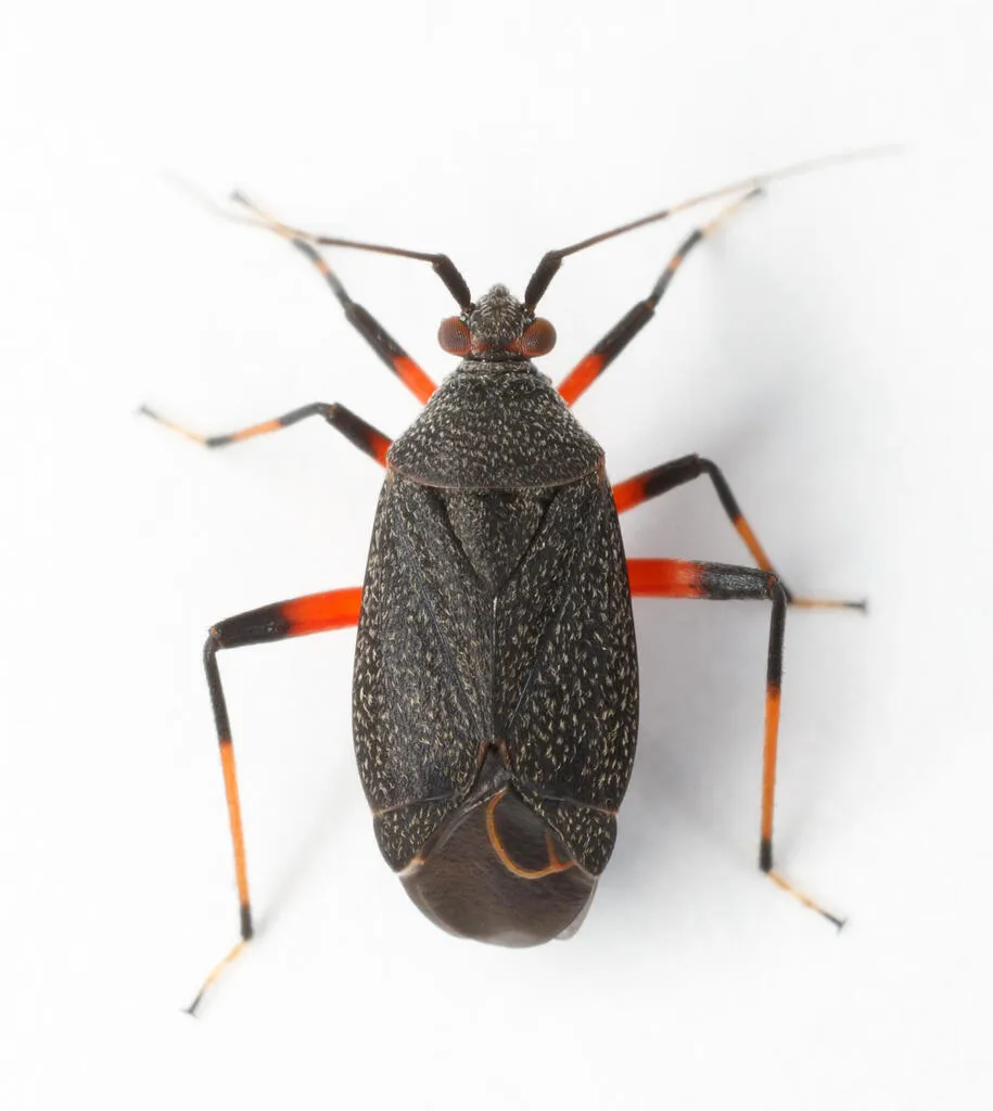 Polymerus venustus - photo 2