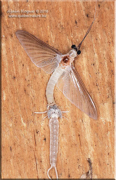 Pale Burrower Mayflies - photo 3