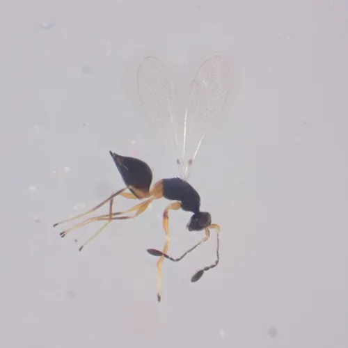 Polynema fuscipes