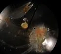 Polyonyx gibbesi - photo 2