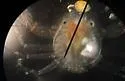 Polyonyx gibbesi - photo 3