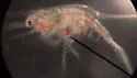 Polyonyx gibbesi - photo 4