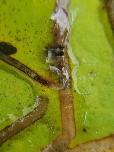 Polypedilum braseniae