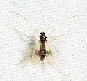 Polypedilum calopterus