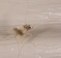 Polypedilum calopterus - photo 2